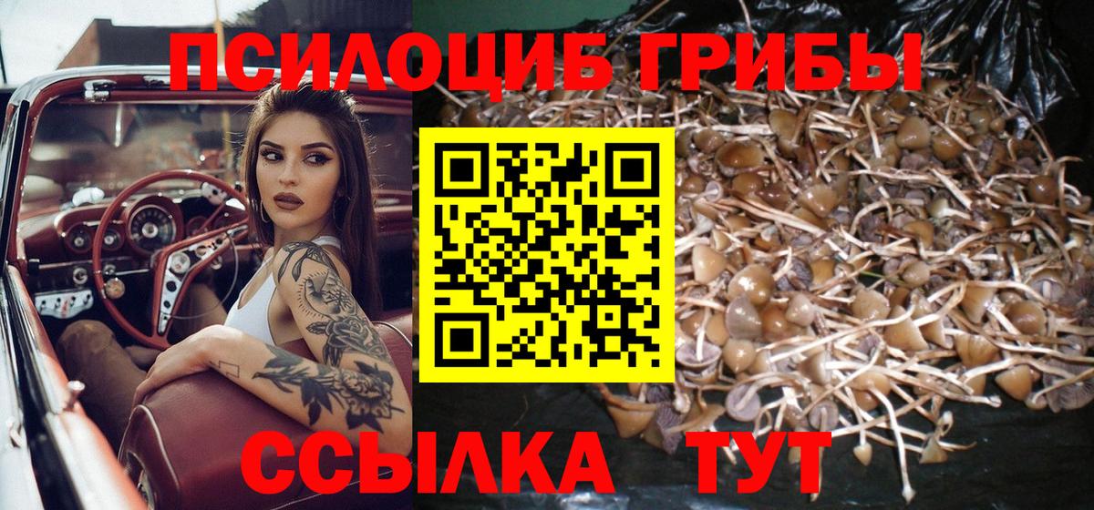 Псилоцибиновые грибы Psilocybe Ханты-Мансийск